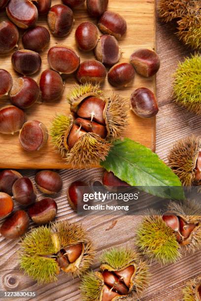 ripe chestnuts harvested in autumn - chestnut tree stock pictures, royalty-free photos & images