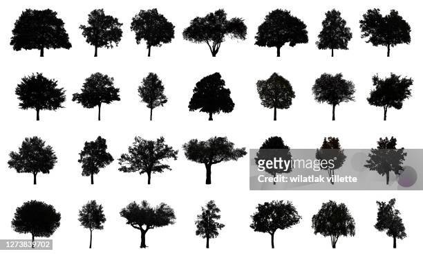 various black tree silhouettes on white background. - silhouette arbre stock-fotos und bilder