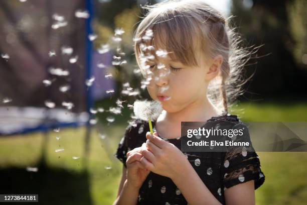 girl (6-7) blowing summer dandelion seeds - close up on dandelion spores stock pictures, royalty-free photos & images