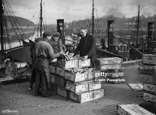 Fishermen unload a basket of herrings from a drifter fishing boat in to crates on the quayside beside the harbour at Stornoway on the Isle of Lewis...