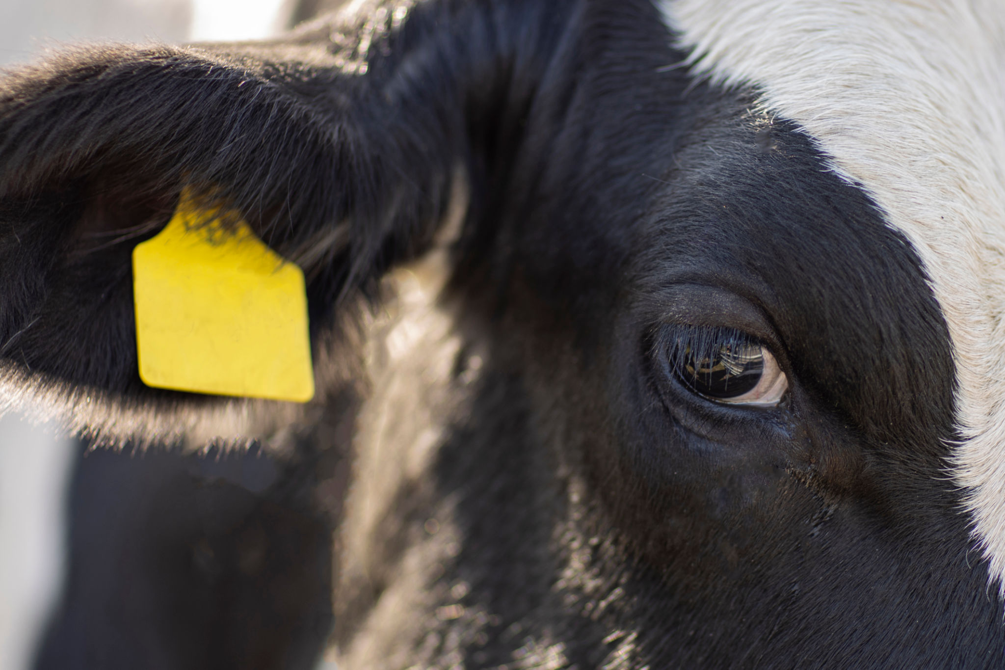 ethical farming