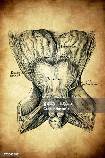 pelvis ligaments - male crotch stock illustrations