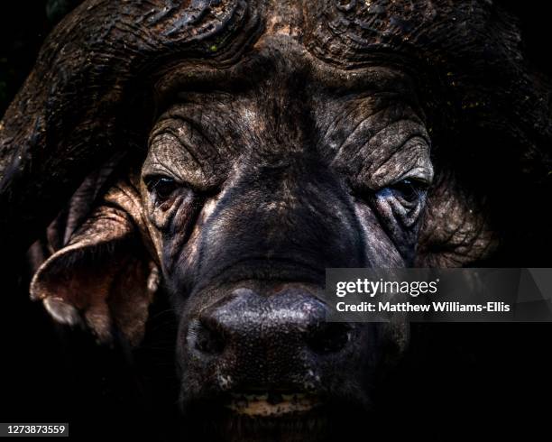 Angry Buffello Angry Buffalo Photos and Premium High Res Pictures - Getty Images