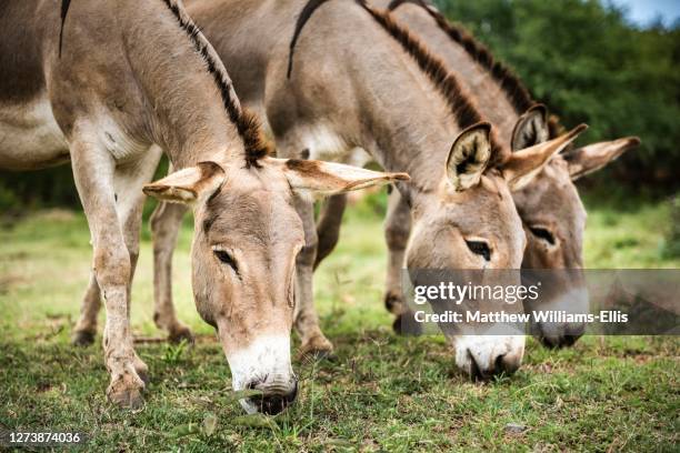 donkeys at sosian ranch, laikipia county, kenya - asino animale foto e immagini stock