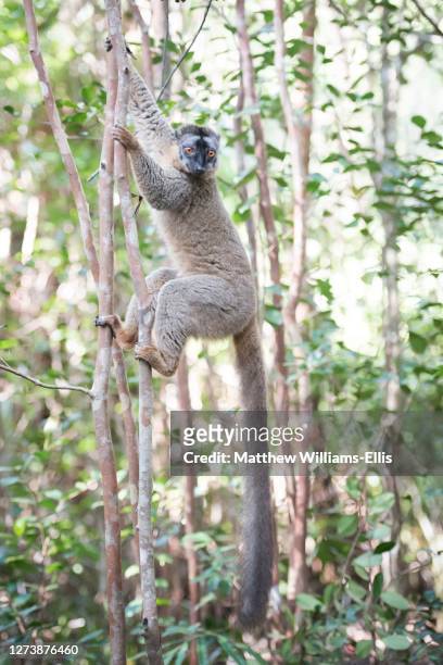 common brown lemur, eulemur fulvus, lemur island, andasibe, eastern madagascar - lemur icon stock pictures, royalty-free photos & images