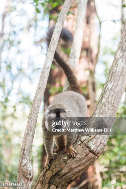 common brown lemur, eulemur fulvus, lemur island, andasibe, eastern madagascar - collared lemur stock pictures, royalty-free photos & images