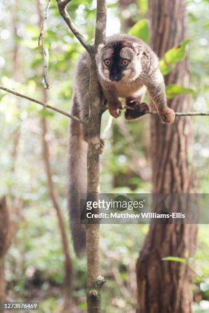 common brown lemur, eulemur fulvus, lemur island, andasibe, eastern madagascar - collared lemur stock pictures, royalty-free photos & images