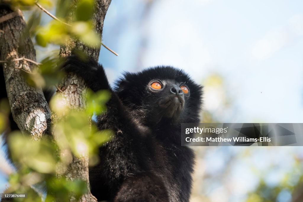 Milne-Edwards Sifaka, Propithecus Edwardsi, Ranomafana National Park, Madagascar Central Highlands