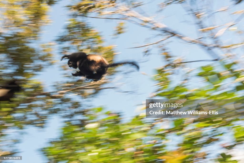 Milne-Edwards Sifaka, Propithecus Edwardsi, jumping between trees, Ranomafana National Park, Madagascar Central Highlands