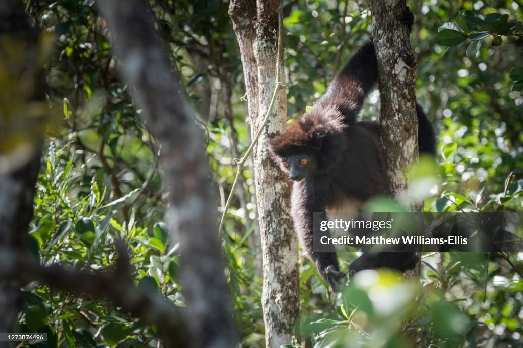 Milne-Edwards Sifaka, Propithecus Edwardsi, Ranomafana National Park, Madagascar Central Highlands