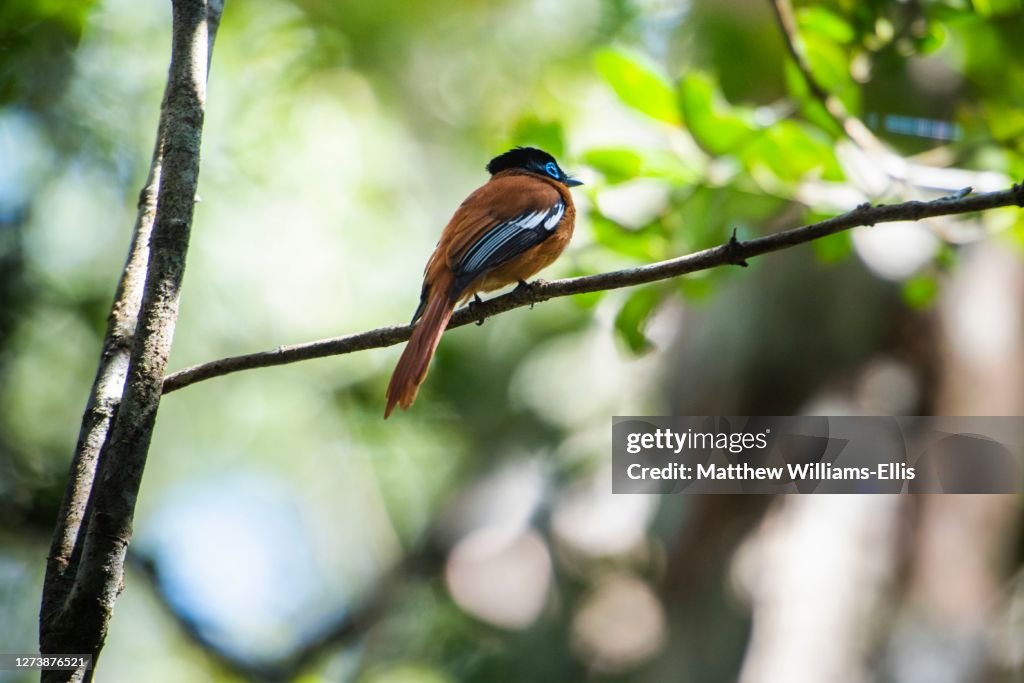Paradise-flycatcher, Terpsiphone mutata, Andasibe-Mantadia National Park, Madagascar