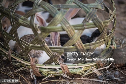 A Madagascar Rabbit Rabbits For Sale At Ambohimahasoa Saturday Market Madagascar Central ...