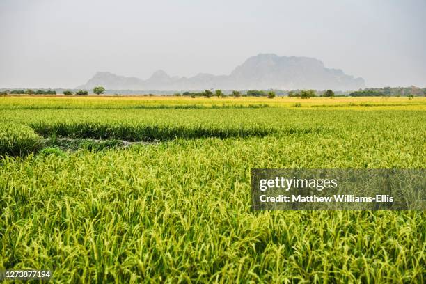 Myanmar Rice Paddy 52 Sadan Cave Stock Photos, High-Res Pictures, and Images - Getty Images