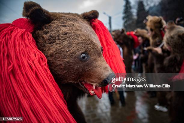 new year bear dancing festival, comanesti, moldova, romania - bear suit stock-fotos und bilder