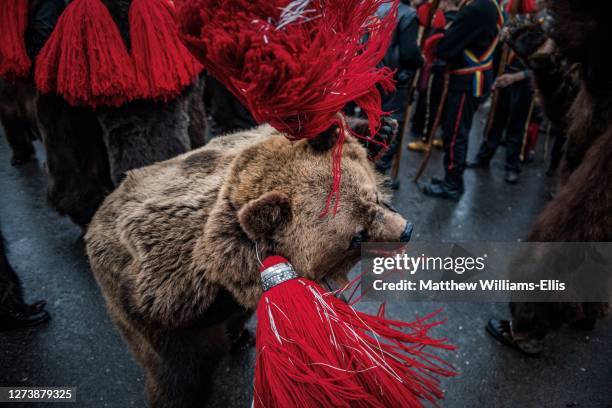 new year bear dancing festival, comanesti, moldova, romania - bear suit stock-fotos und bilder