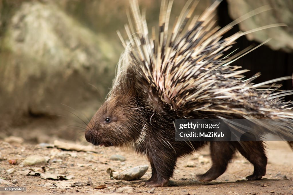 Malayan porcupine