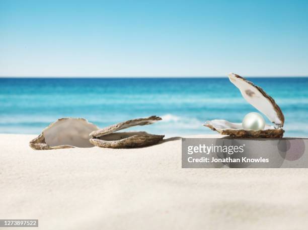 pearl oysters on beach - oyster pearl fotografías e imágenes de stock