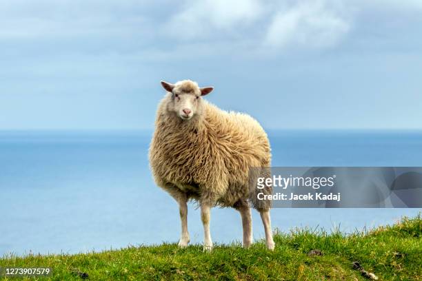 sheep on mykines island - schaap stockfoto's en -beelden