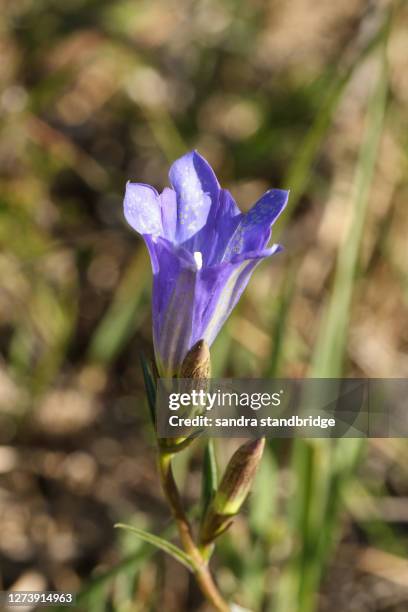 a rare marsh gentian, gentiana pneumonanthe, growing in a bog in the uk. - genziana foto e immagini stock