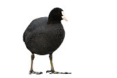 Small eurasian coot standing in nature isolated on white background.
