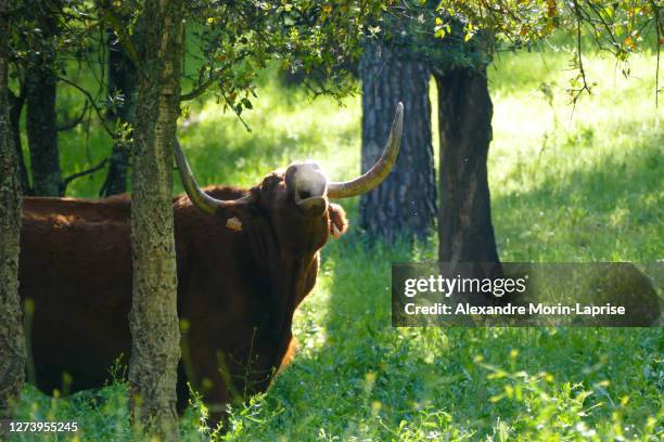 the brown bull mooing in a green field - cow mooing stock pictures, royalty-free photos & images