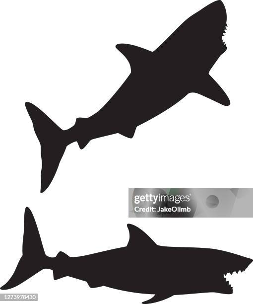 shark silhouettes - leopard shark stock illustrations