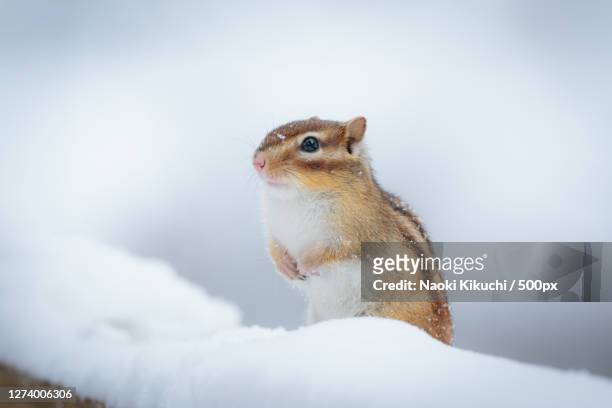 close-up of chipmunk on snow - シマリス ストックフォトと画像