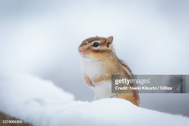 close-up of chipmunk on snow - chipmunk stock pictures, royalty-free photos & images