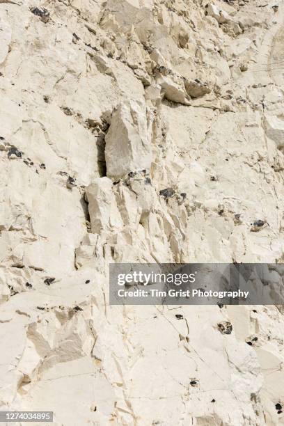 a close up of the chalk rock face of the seven sisters cliffs, east sussex, uk - chalk strata stock pictures, royalty-free photos & images