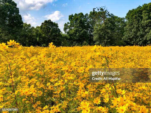 prairie dock - rural ohio stock pictures, royalty-free photos & images