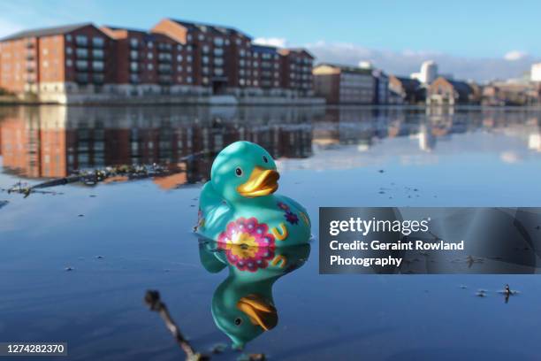bath duck, lost in the bay - duck graphics stock pictures, royalty-free photos & images