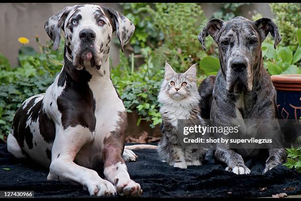 Dog and cat