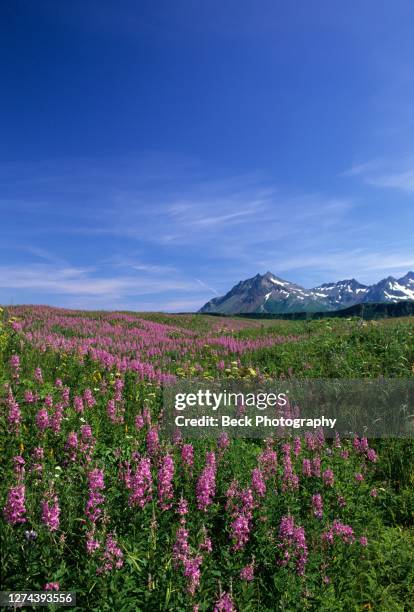 fireweed (chamaenerion angustifolium), katmai national park, alaska, usa - katmai national park stockfoto's en -beelden