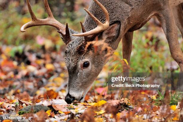 pennsylvania wildlife- buck - white tailed deer stock-fotos und bilder