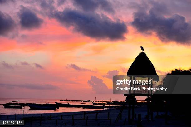 beach and sea at sunrise with bird perching on roof of beach hut, holbox island, mexico - holbox island stockfoto's en -beelden