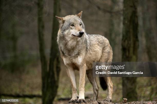 a grey wolf canis lupus - lobo cinzento - fotografias e filmes do acervo