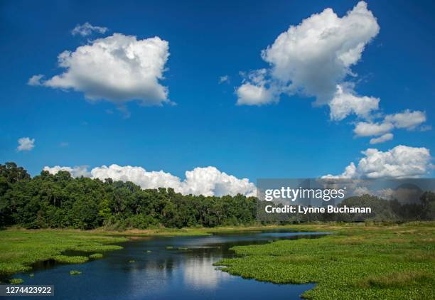 alachua sink, paynes prairie, florida. usa - gainesville florida stock pictures, royalty-free photos & images