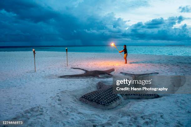 sand sculptures of whale shark and manta ray, maldives - sand sculpture stock pictures, royalty-free photos & images