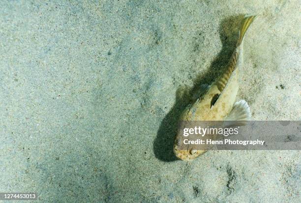 rare image of a stargazer fish fully emerged from the ocean sand - stargazer fish stock pictures, royalty-free photos & images