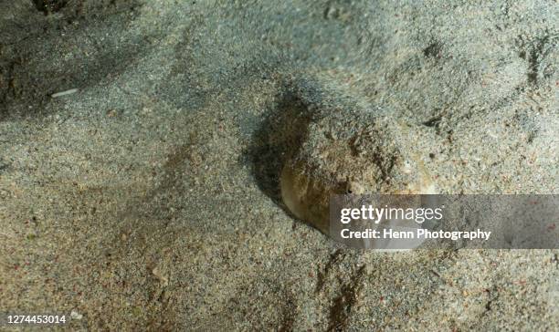image of a stargazer fish hiding in the the ocean sand - stargazer fish stock pictures, royalty-free photos & images