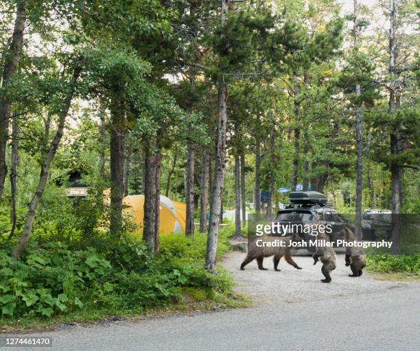 grizzly bear family checking out campground - bear camping stock pictures, royalty-free photos & images