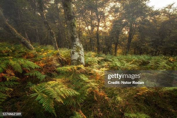 dense vegetation in a forest in picos de europa. len. spain. - helecho stock pictures, royalty-free photos & images