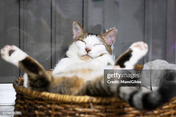 my pet cat is posing on his bed - cat selfie stock-fotos und bilder