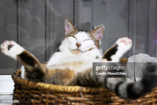 my pet cat is posing on his bed - animal selfies stock pictures, royalty-free photos & images
