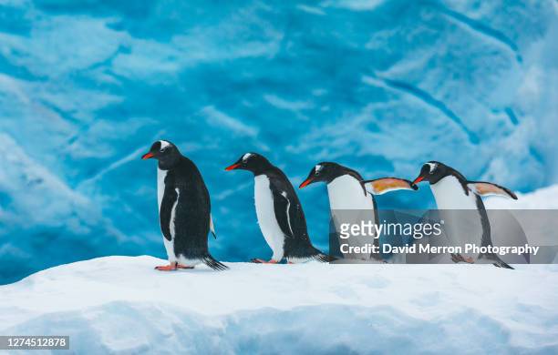 four gentoo penguins walk along a snow bank - antarktiska halvön bildbanksfoton och bilder