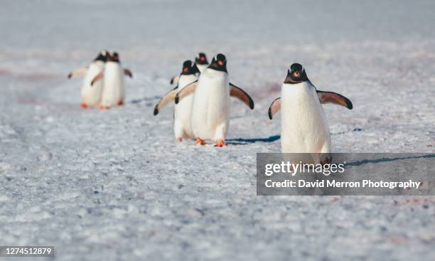 gentoo penguins waddle along the snow covered beach - south shetland islands stock-fotos und bilder