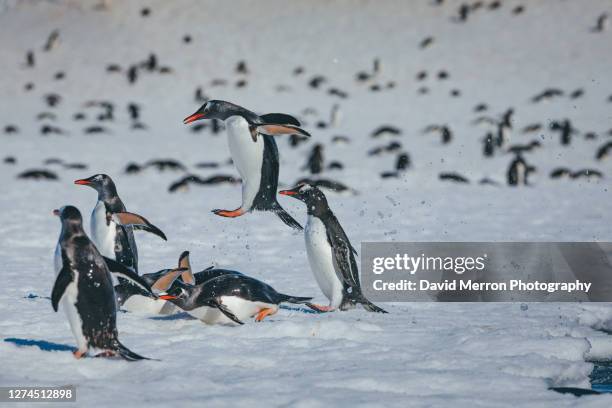Exploding Penquin Free Style Explosion Photos and Premium High Res Pictures - Getty Images
