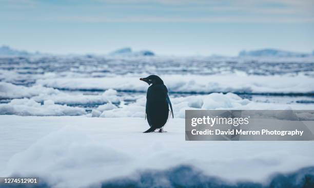 adelie penguin stands alone on top of iceberg in antarctica - pinguino foto e immagini stock