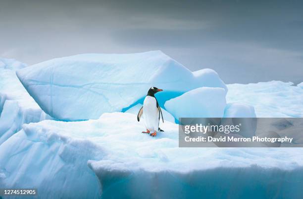 gentoo penguin stands alone on top of iceberg in antarctica - iceberg ice formation stockfoto's en -beelden