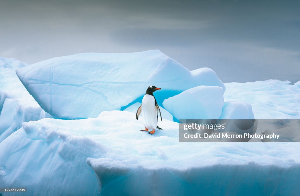 Gentoo penguin stands alone on top of iceberg in Antarctica